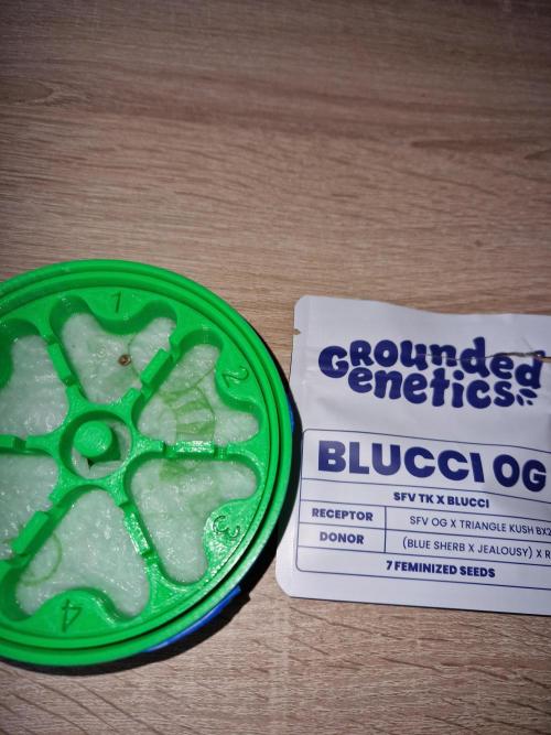 Blucci OG. Week 0 - 15.05.26