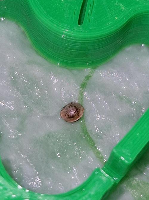 Blucci OG. Week 0 - 15.05.26