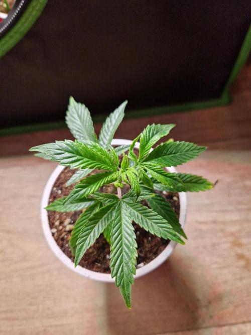 Bluzcotti Vaders Cut (2026). Week 2 - 15.05.26 