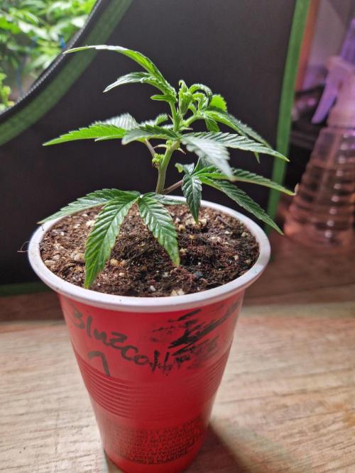 Bluzcotti Vaders Cut (2026). Week 2 - 15.05.26 
