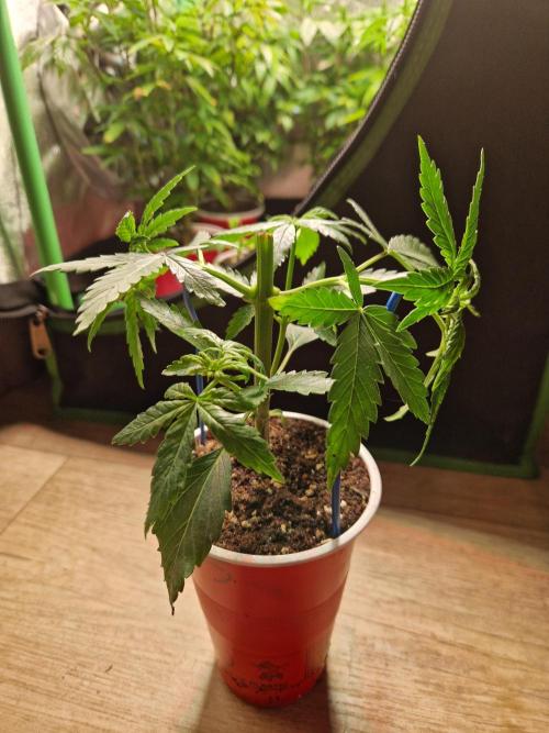 The White Sweet Candy OG One USAGenetics. Week 5 - 15.05.26 