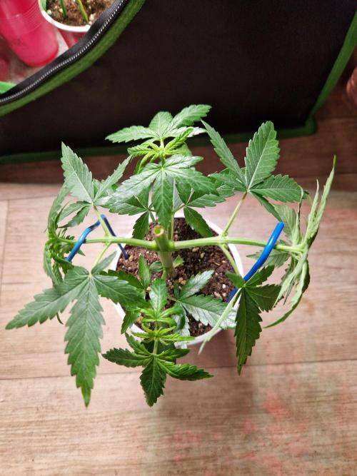 The White Sweet Candy OG One USAGenetics. Week 5 - 15.05.26 