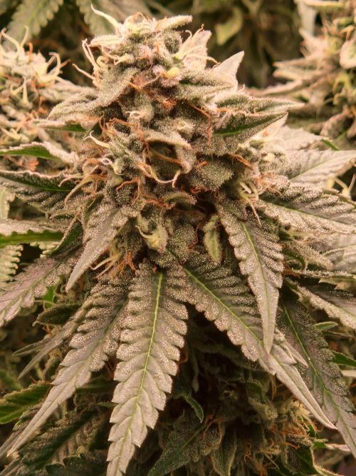 Epic Buzz. Week 14