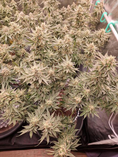 Hawaiian Rainbows. Week 15 - 15.05.26 