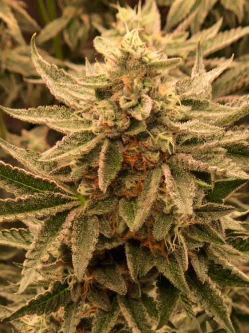 Hawaiian Rainbows. Week 15 - 15.05.26 