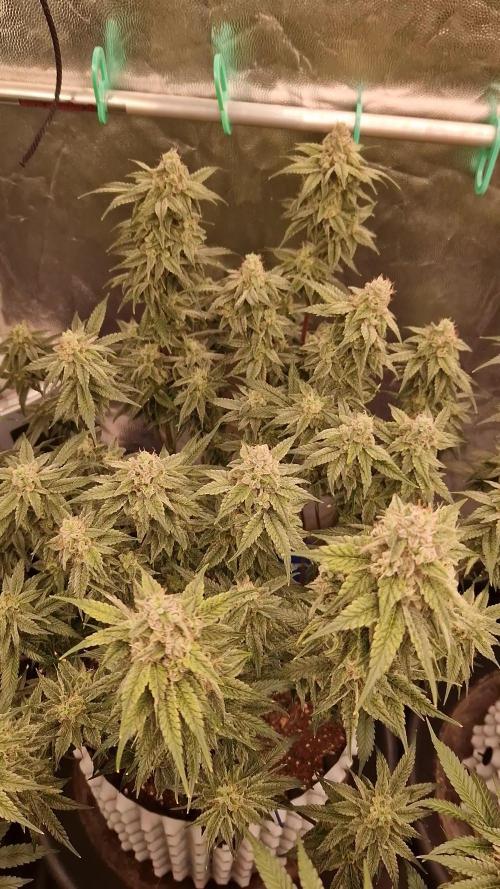 Pink Poochie Vaders Cut
