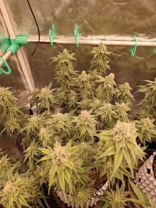 Pink Poochie Vaders Cut. Week 16 - 15.05.26 