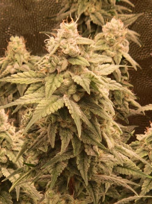 Pink Poochie Vaders Cut. Week 16 - 15.05.26 