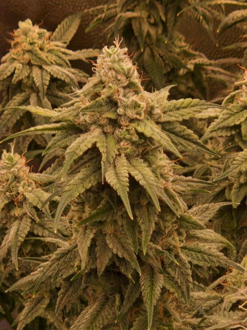 Pink Poochie Vaders Cut. Week 16 - 15.05.26 