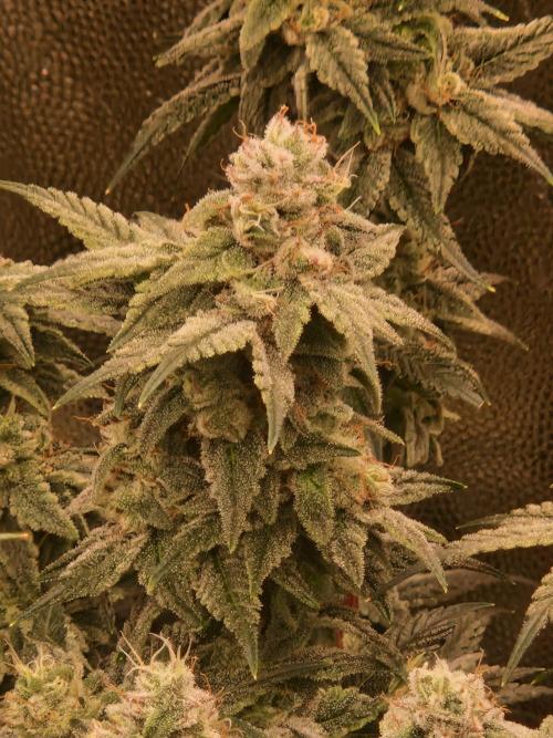 Pink Poochie Vaders Cut. Week 16 - 15.05.26 