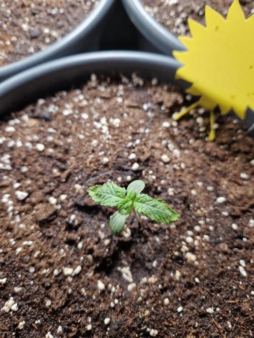 Chemical Candy Auto. Week 2 - 16.05.26 
