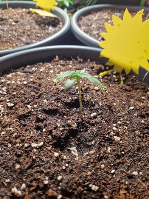 Chemical Candy Auto. Week 2 - 16.05.26 