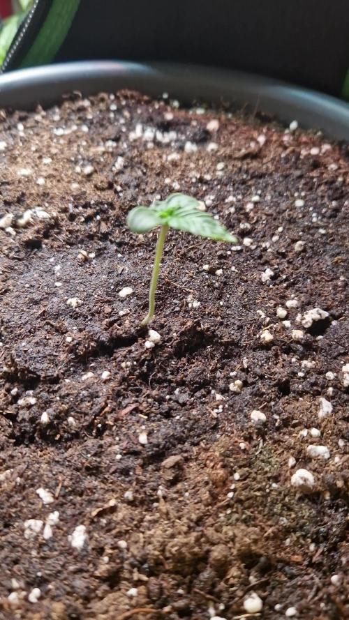 Super Lemon Haze Auto