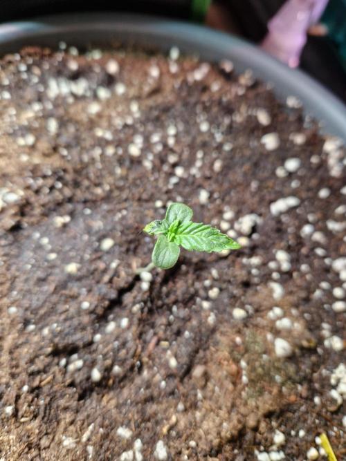 Super Lemon Haze Auto. Week 2 - 16.05.26 