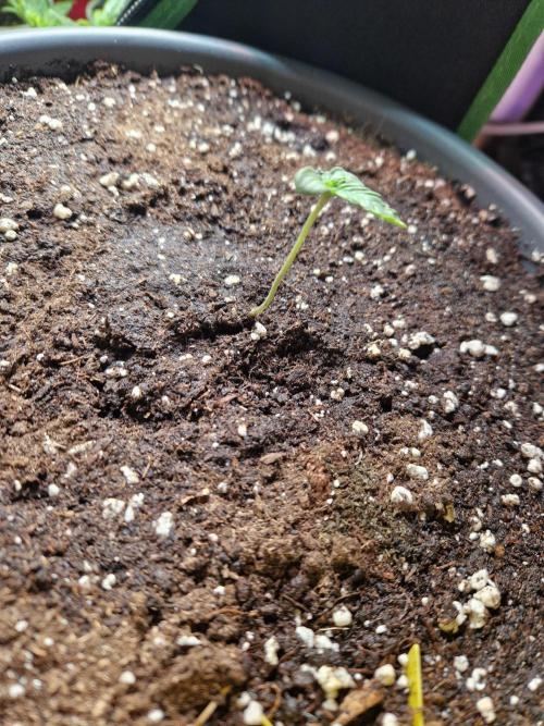 Super Lemon Haze Auto. Week 2 - 16.05.26 