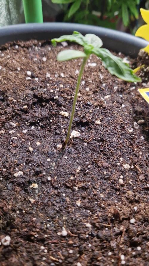 Pineapple Slush XL Auto