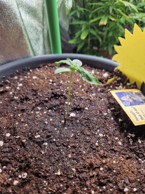 Pineapple Slush XL Auto. Week 2 - 16.05.26 