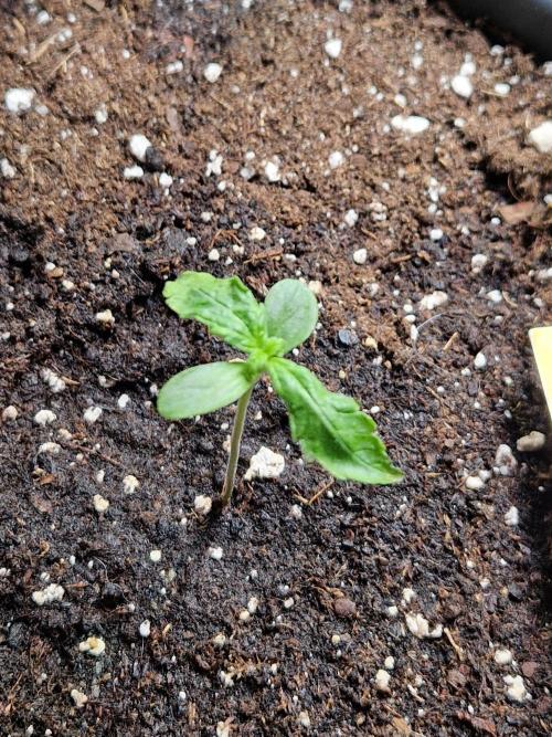 Pineapple Slush XL Auto. Week 2 - 16.05.26 
