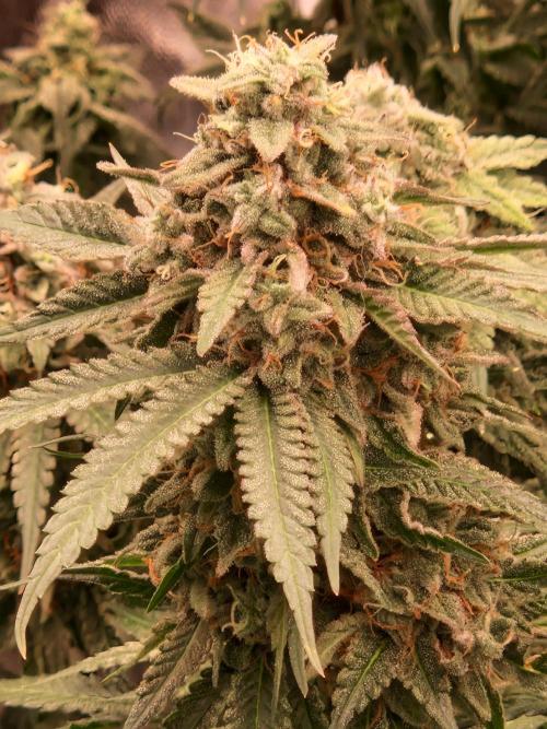Epic Buzz. Week 15 - 22.05.26 