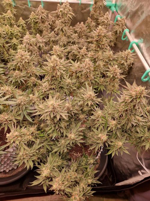 Hawaiian Rainbows. Week 16 - 22.05.26 