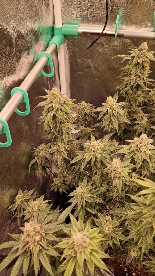 Pink Poochie Vaders Cut