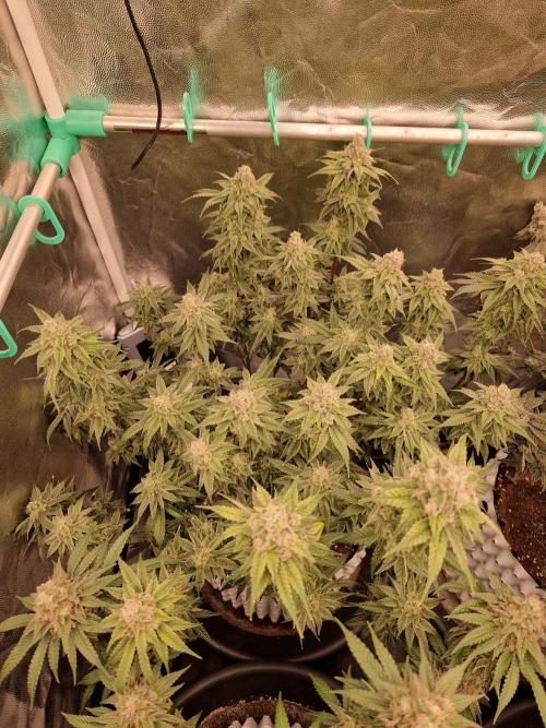 Pink Poochie Vaders Cut. Week 17 - 22.05.26 