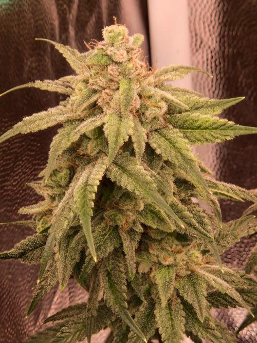 Pink Poochie Vaders Cut. Week 17 - 22.05.26 
