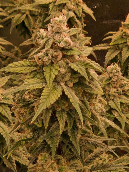 Pink Poochie Vaders Cut. Week 17 - 22.05.26 