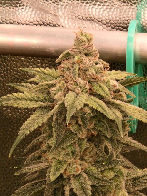 Pink Poochie Vaders Cut. Week 17 - 22.05.26 