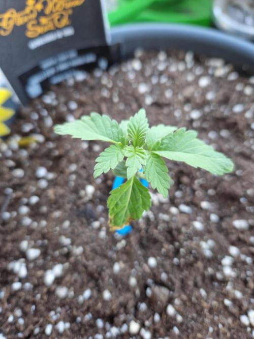 Chemical Candy Auto. Week 3 - 22.05.26