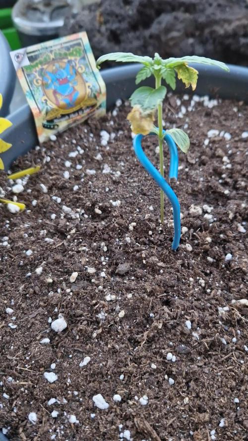 Pineapple Slush XL Auto