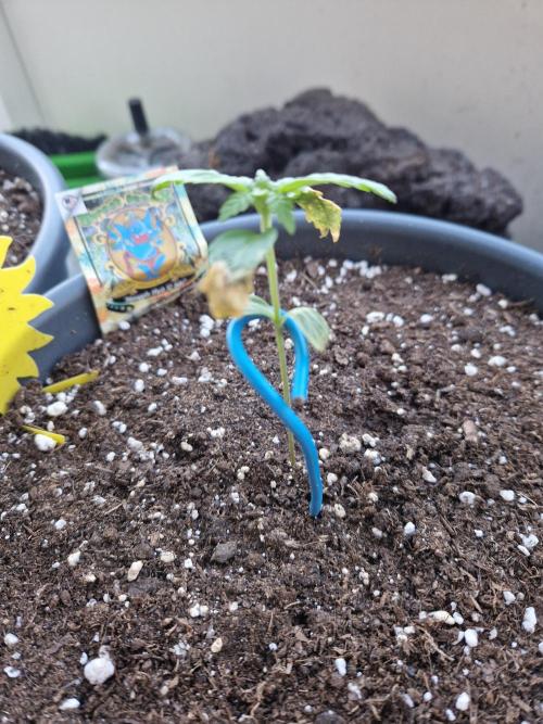 Pineapple Slush XL Auto. Week 3 - 22.05.26 