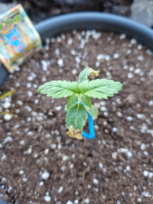 Pineapple Slush XL Auto. Week 3 - 22.05.26 