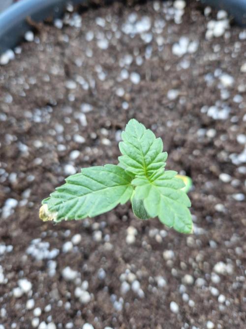 Super Lemon Haze Auto. Week 3 - 22.05.26 
