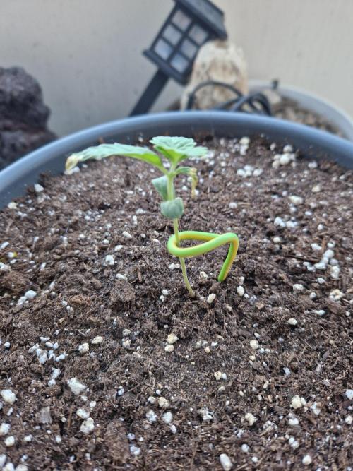 Super Lemon Haze Auto. Week 3 - 22.05.26 