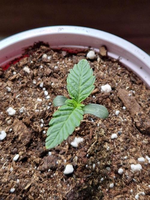 Blucci OG. Week 1 - 24.05.26 