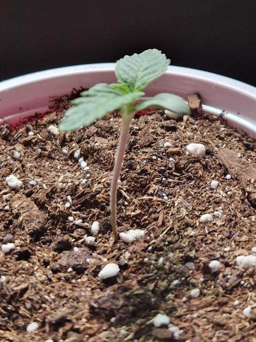 Blucci OG. Week 1 - 24.05.26 