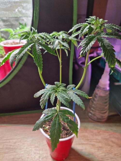 The White Sweet Candy OG One USAGenetics. Week 6 - 24.05.26