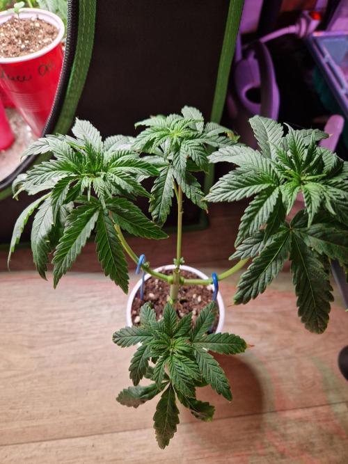 The White Sweet Candy OG One USAGenetics. Week 6 - 24.05.26 