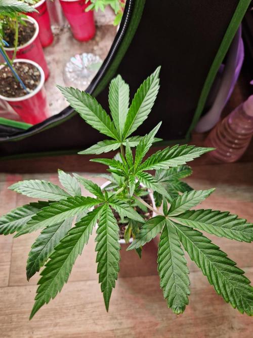 Bluzcotti Vaders Cut (2026). Week 3 - 25.05.26 