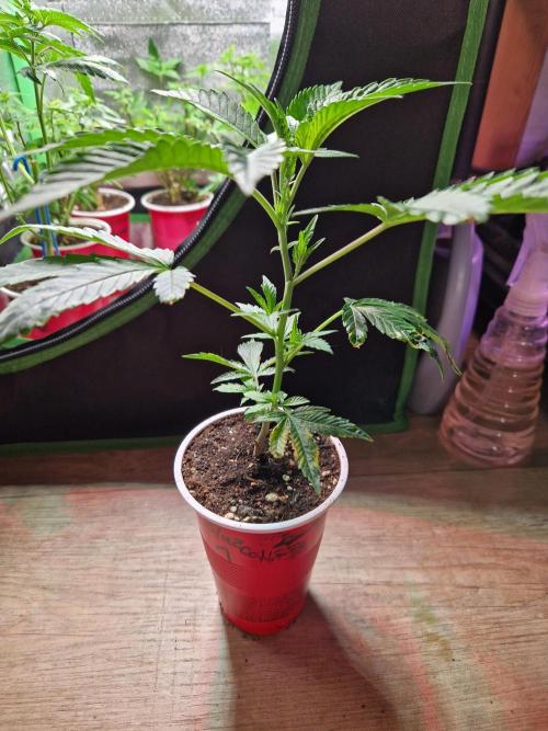 Bluzcotti Vaders Cut (2026). Week 3 - 25.05.26