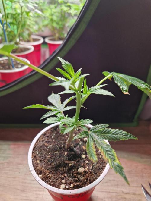 Bluzcotti Vaders Cut (2026). Week 3 - 25.05.26 