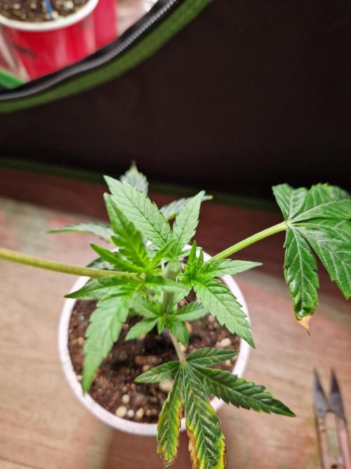 Bluzcotti Vaders Cut (2026). Week 3 - 25.05.25 