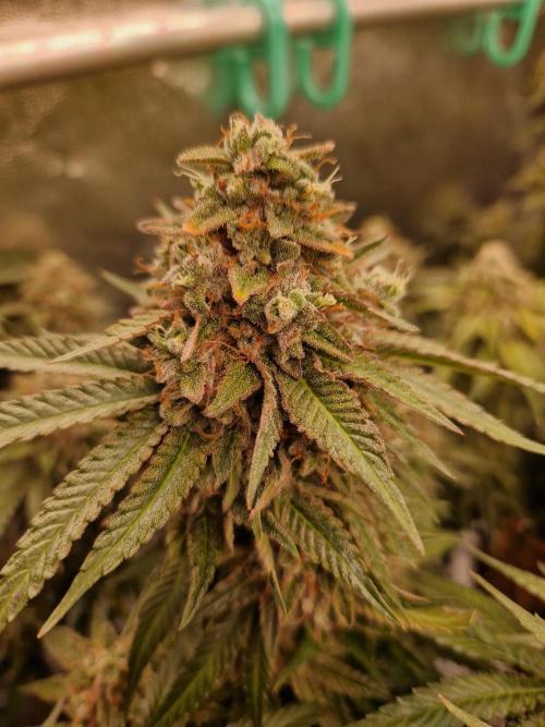 Epic Buzz. Week 16