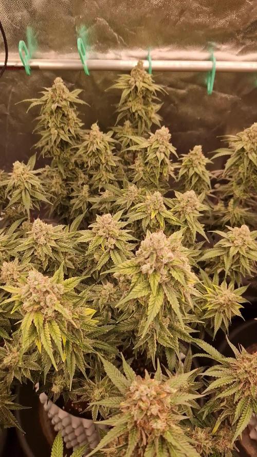 Pink Poochie Vaders Cut