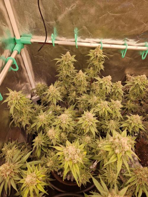 Pink Poochie Vaders Cut. Week 18 - 29.05.26 