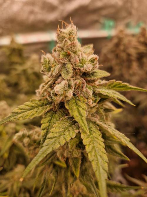 Pink Poochie Vaders Cut. Week 18 - 29.05.26 