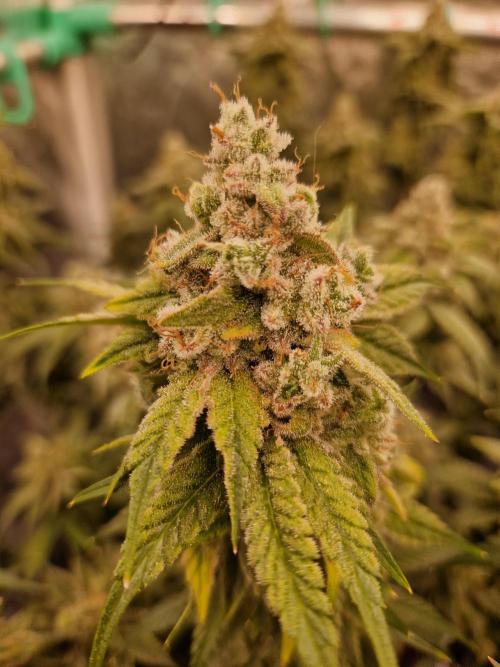 Pink Poochie Vaders Cut. Week 18 - 29.05.26 