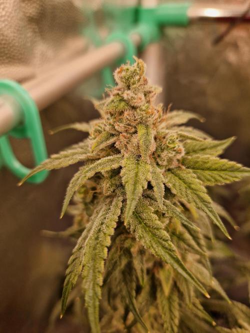 Pink Poochie Vaders Cut. Week 18 - 29.05.26 
