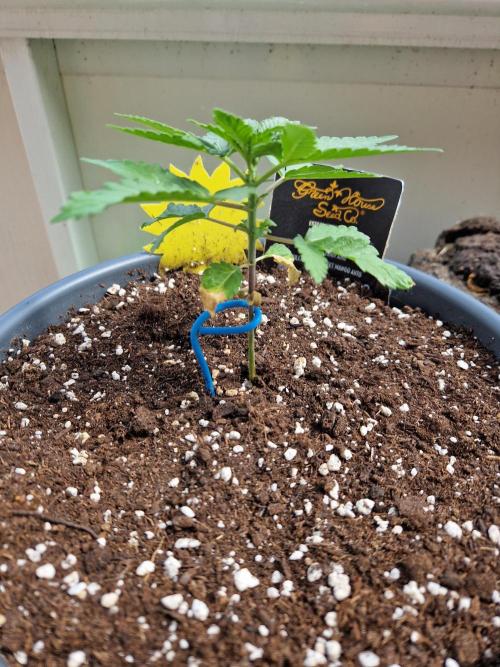 Chemical Candy Auto. Week 4 - 31.05.26